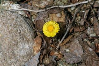 first flower