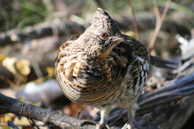 grouse