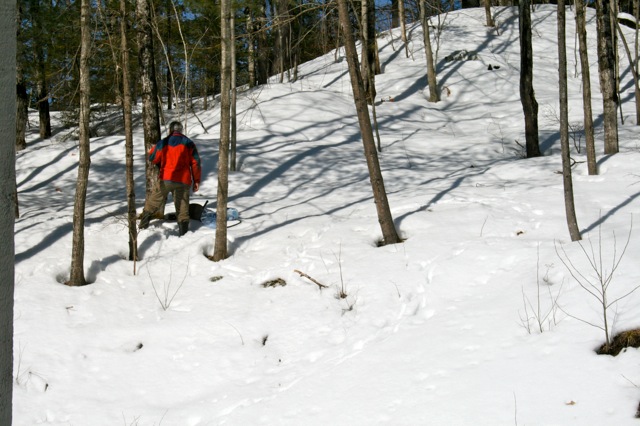 Dwight tapping trees