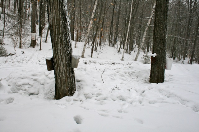 tapped trees