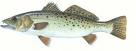 Speckled